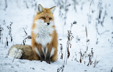 Red fox in the winter in the Canadian Rockies