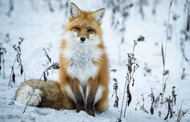 Red fox in the winter in the Canadian Rockies