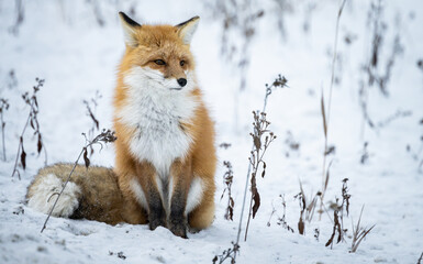 Red fox in the winter in the Canadian Rockies