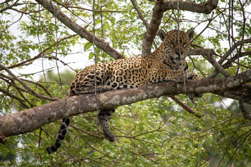 Jaguar lying in a tree in the Brazilian Pantanal
