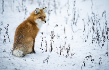 Obraz premium Red fox in the winter in the Canadian Rockies