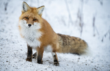 Red fox in the winter in the Canadian Rockies