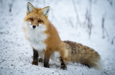 Red fox in the winter in the Canadian Rockies