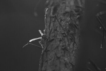 Paper wasp closeup on tree bark during summer sunset in black and white.