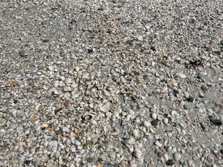 seashell texture background