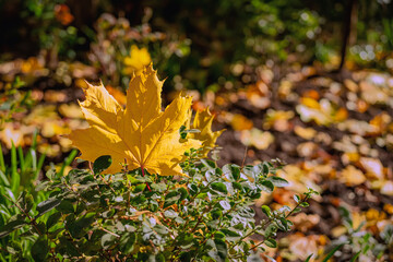 Yellow maple leaf on a bush. Bright yellow maple leaf resting on green bush with autumn foliage in background, glowing in sunlight. Concept of seasonal beauty, nature contrast, fall atmosphere