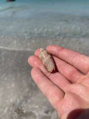 hand holding a seashell