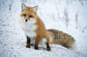 Fototapeta premium Red fox in the winter in the Canadian Rockies
