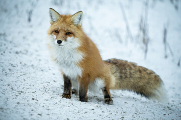 Red fox in the winter in the Canadian Rockies