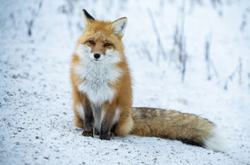 Red fox in the winter in the Canadian Rockies