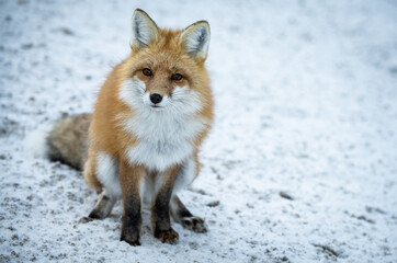 Red fox in the winter in the Canadian Rockies