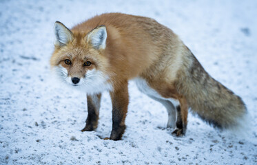 Red fox in the winter in the Canadian Rockies