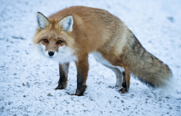 Red fox in the winter in the Canadian Rockies