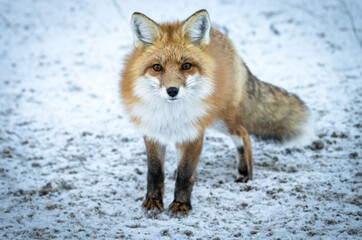 Obraz premium Red fox in the winter in the Canadian Rockies