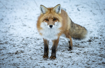 Red fox in the winter in the Canadian Rockies