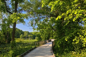 Sunny day view of a boardwalk extending into a lush green wetland at Beaver Marsh in Cuyahoga Valley. Ohio.