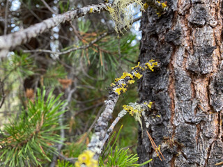 Moss growing in the forest