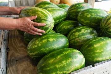 Fresh organic watermelon harvest at local farm market with ripe green sweet fruit for healthy summer diet, nutrition, and tropical dessert.