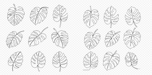 A collection of hand-drawn Monstera deliciosa leaves in a minimalist line art style.