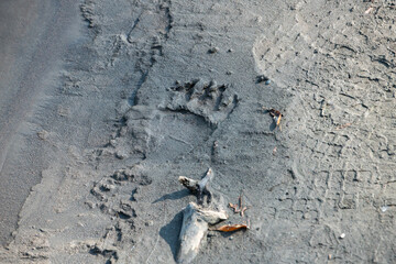 Grizzly bear on the coast of British Columbia