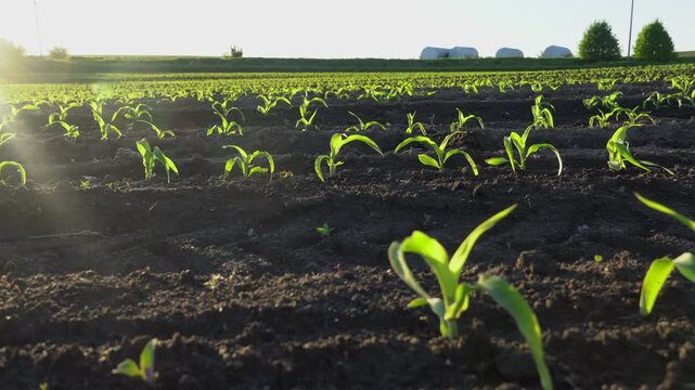 Young corn plants thrive in fertile soil under bright sunlight in an expansive field