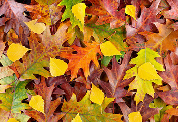 Colorful various autumn fallen leaves on the ground. Yellow, orange, green and red october autumn leaves.