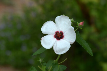 タカサゴフヨウ