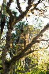 tree in the woods