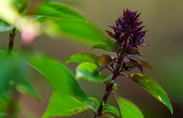Fleur du basilic Thai - Ocimum basilicum