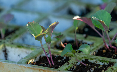 Semis de radis  en terre -Raphanus sativus