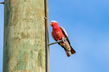 Photograph of a pink and grey Galah parrot sitting high up on a wooden telephone pole in the Illawarra region of New South Wales, Australia. 