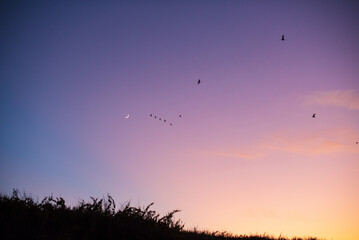 birds flying in the sunset