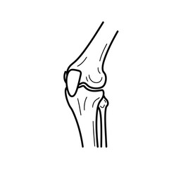 Obraz premium Anatomical illustration of the human knee joint, showing the femur, tibia, and patella, isolated on white background