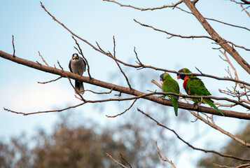 Rainbow Lorikeet (Trichoglossus moluccanus) and Noisy Miner