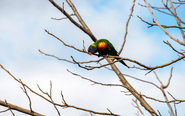 Rainbow Lorikeet (Trichoglossus moluccanus)