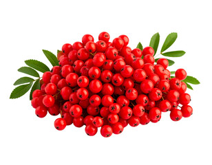 Rowan berries isolated on transparent background
