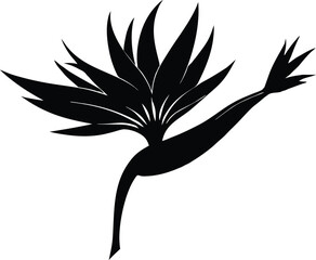 Bird Of Paradise Flower Silhouette | Exotic Bird Of Paradise Bloom Silhouette