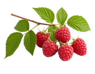 Raspberries isolated on transparent background