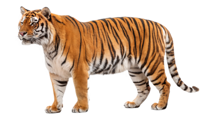 Bengal tiger isolated on transparent background, png
