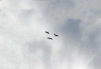 Silhouette of three birds flying in the sky