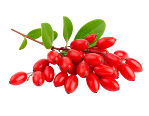Barberries on branch isolated on transparent background