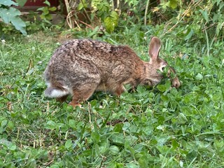 eastern cottontail (Sylvilagus floridanus) in summer