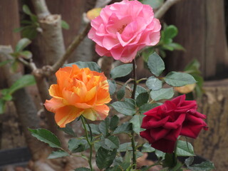 A beleza das rosas.