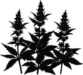 Fototapeta premium Salvia Spikes In Bloom Silhouette | Purple Salvia Flowers Silhouette