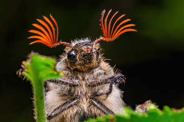Close-Up Portrait of a Unique Beetle