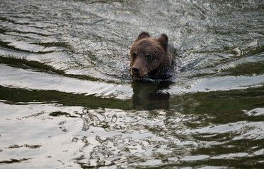 Obraz premium Grizzly bear on the coast of British Columbia