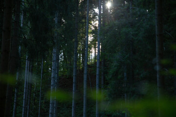 Obraz premium The sun's rays shine through a dark forest, creating a beautiful and peaceful scene in nature.