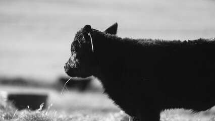 Black angus beef calf on cow farm closeup with blurred background, ranch in agriculture concept.
