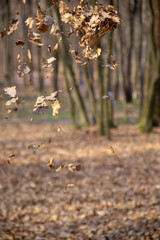 Autumn leaves falling in a forest, capturing the beauty of fall foliage and nature.