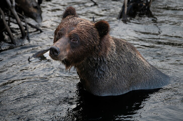 Fototapeta premium Grizzly bear on the coast of British Columbia